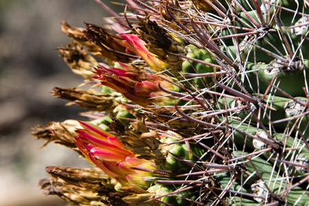 saguaro np east-41